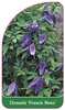 Clematis 'Francis Rives'