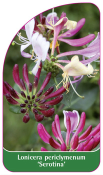 Lonicera periclymenum 'Serotina'