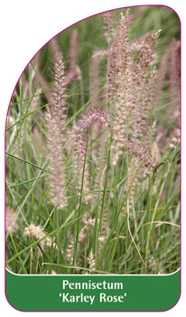 Pennisetum 'Karley Rose'