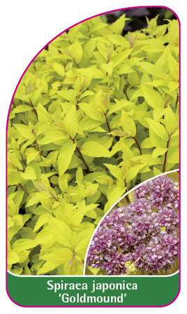 Spiraea japonica 'Goldmound'