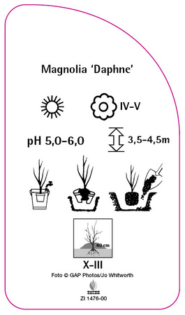Magnolia 'Daphne'