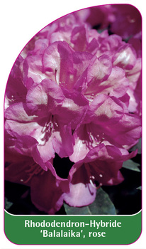 Rhododendron-Hybride 'Balalaika', rose