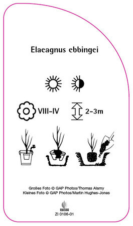 Elaeagnus ebbingei