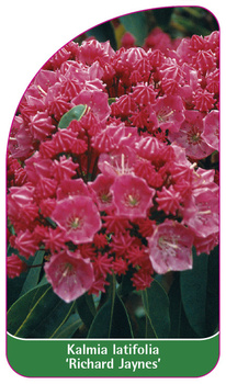 Kalmia latifolia 'Richard Jaynes'