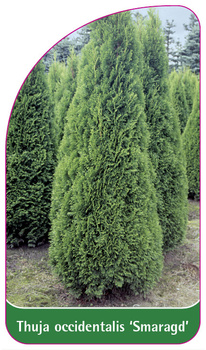 Thuja occidentalis 'Smaragd'
