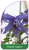 Clematis 'Lagoon'