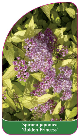 Spirea japonica 'Golden Princess'