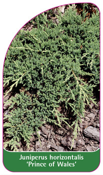 Juniperus horizontalis 'Prince of Wales'