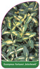 Euonymus fortunei ,Interbowli'