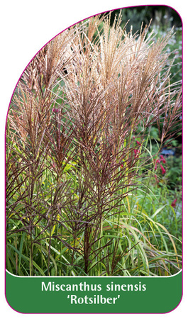 Miscanthus sinensis 'Rotsilber'