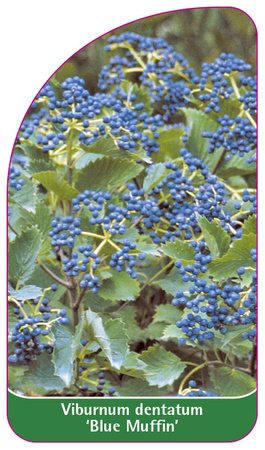 Viburnum dentatum 'Blue Muffin'