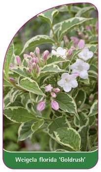 Weigela florida 'Goldrush'