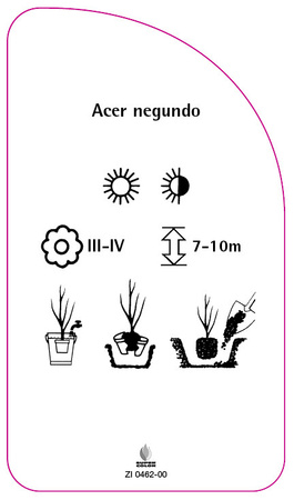 Acer negundo