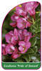 Escallonia 'Pride of Donard'