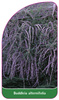 Buddleia alternifolia