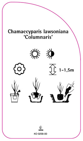 Chamaecyparis lawsoniana 'Columnaris'