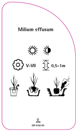 Milium effusum