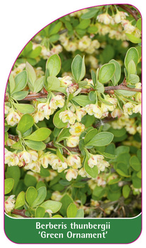 Berberis thunberii 'Green Ornament'