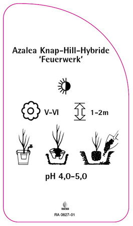 Azalea Knap-Hill-Hybride 'Feuerwerk'