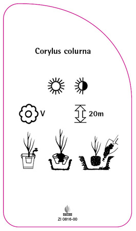 Corylus colurna