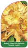 Azalea Knap-Hill-Hybride 'Golden Lights'