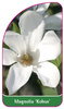 Magnolia 'Kobus'
