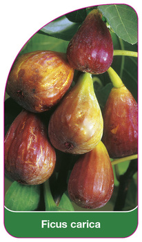 Ficus carica