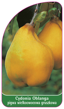 Cydonia Oblanga Coș de pară cu fructe mari