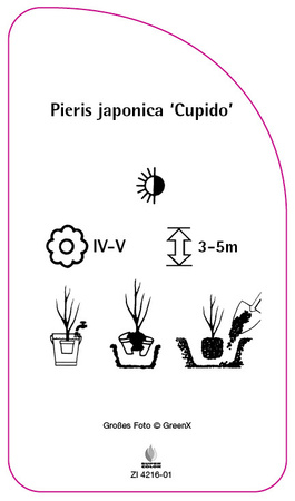 Pieris japonica 'Cupido'