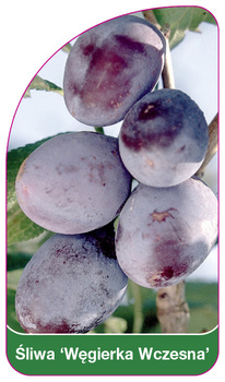 Śliwa 'Węgierka Wczesna'