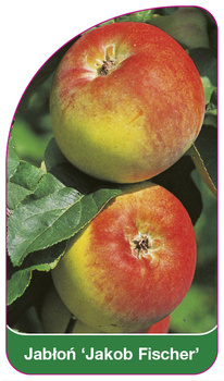 Jabłoń 'Jakob Fischer'