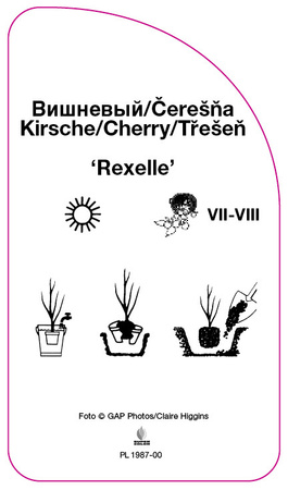 Wisnia 'Rexelle'