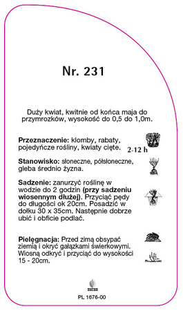Trandafir cu flori mari Nr. 231