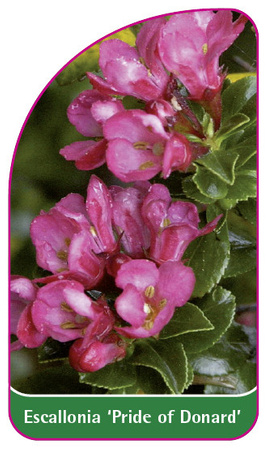 Escallonia 'Pride of Donard'