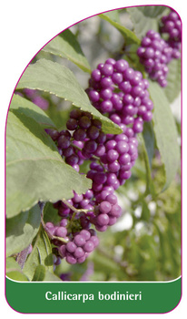 Callicarpa bodinieri