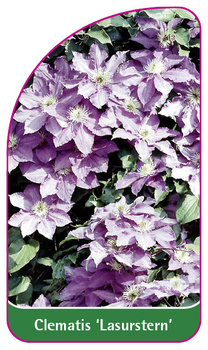 Clematis 'Lasurstern'