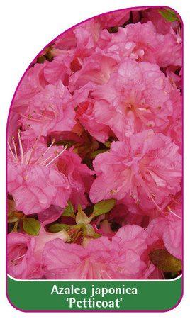 Azalea japonica 'Petticoat', 52 x 90 mm