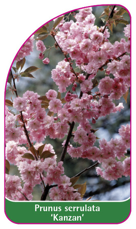 Prunus serrulata 'Kanzan'