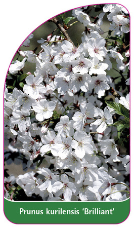 Prunus kurilensis 'Brilliant'