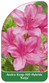 Azalea Knap-Hill-Hybride 'Katja'