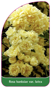 Rosa banksiae var. lutea