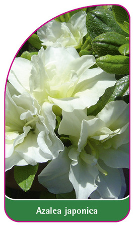 Azalea japonica