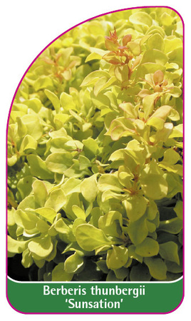 Berberis thunbergii 'Sunsation'