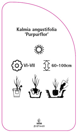 Kalmia angustifolia 'Purpurflor'