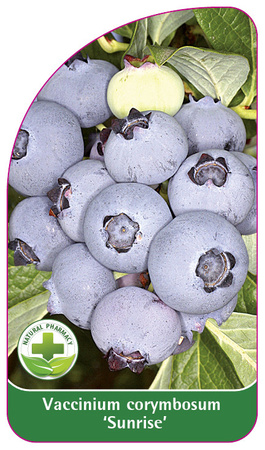 Vaccinium corymbosum 'Sunrise'