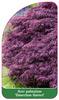 Acer palmatum 'Dissectum Garnet'