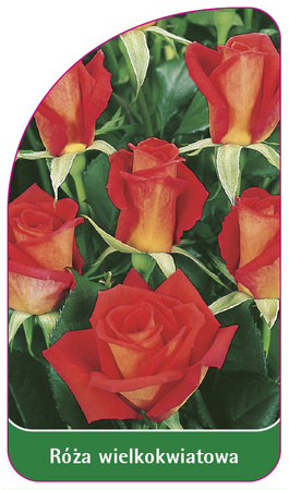 Róza wielkokwiatowa Nr. 216