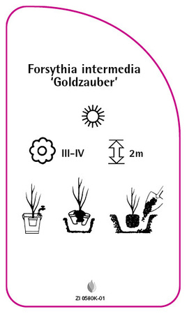 Forsythia intermedia 'Goldzauber'