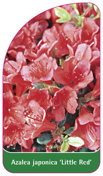 Azalea japonica 'Little Red'