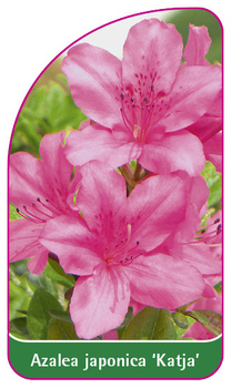 Azalea japonica 'Katja', 52 x 90 mm